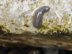 Geoplanoidea