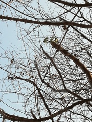 Cnidoscolus megacanthus