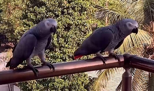 Congo Grey Parrot