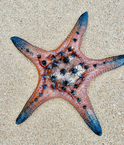 Chocolate Chip Sea Star