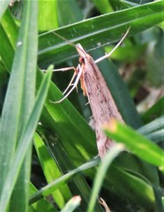 Diasemia monostigma
