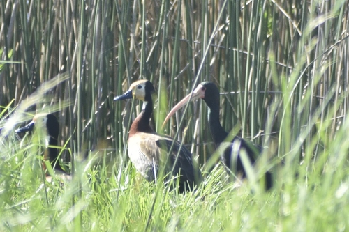 iNaturalist image