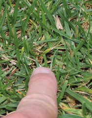 Diasemia monostigma