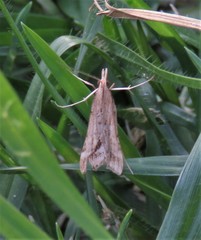 Diasemia monostigma