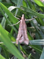 Diasemia monostigma