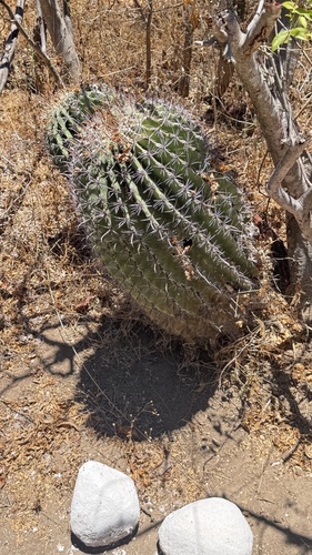 Ferocactus townsendianus