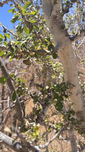 Randia obcordata, photograph 5