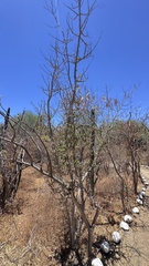 Randia obcordata, photograph (c) Bill Levine, some rights reserved (CC BY)