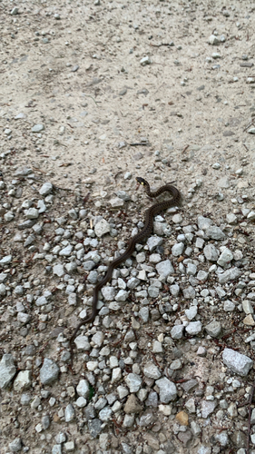 Aesculapian Snake