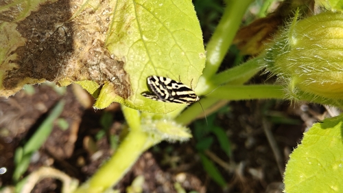 Spotted Sulphur