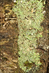 Pannaria minutiphylla