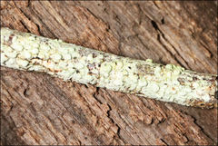 Pertusaria pertractata