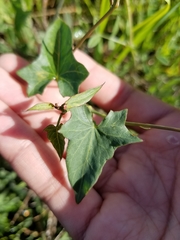 Calystegia purpurata