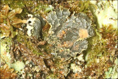 Pseudocyphellaria neglecta