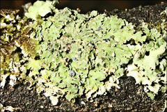 Pannaria minutiphylla