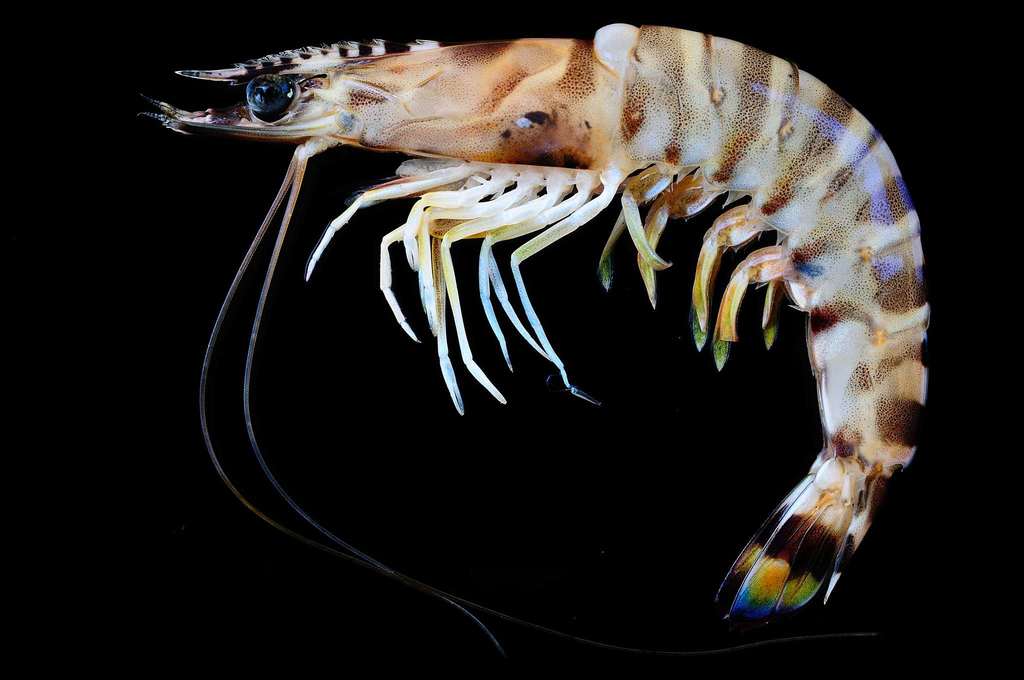 Witch Prawn