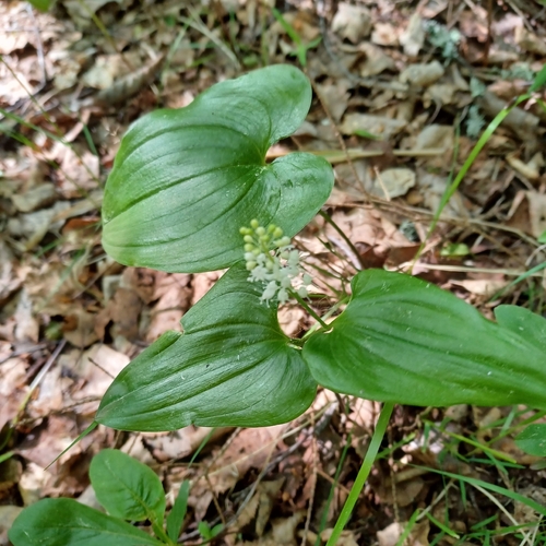May Lily