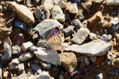 Lycaena boldenarum