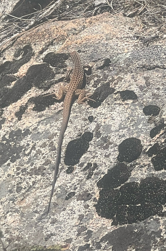iNaturalist observation photo of Western Whiptail