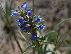 Penstemon angustifolius, photograph (c) hr_dragonfly, some rights reserved (CC BY)