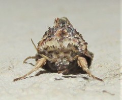 Spodoptera leucophlebia