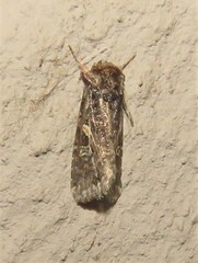 Spodoptera leucophlebia