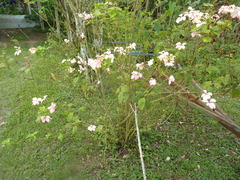Mussaenda erythrophylla