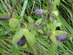 Codonopsis ussuriensis