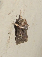 Spodoptera leucophlebia