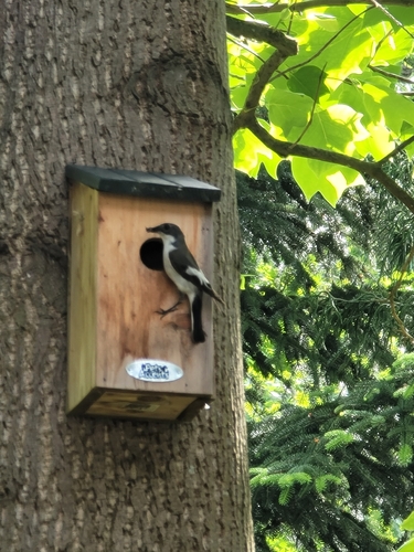European Pied Flycatcher