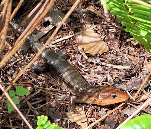 Broad-headed Skink observed by i15884