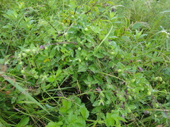 Codonopsis ussuriensis