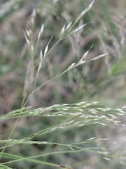 Oloptum miliaceum