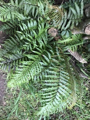 Blechnum novae-zelandiae