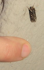 Spodoptera leucophlebia