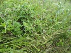 Codonopsis ussuriensis