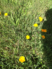 Eschscholzia californica maritima