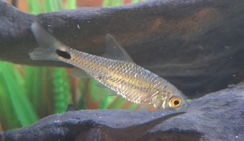 Dashtail barb (Enteromius poechii) — Cyprinidae — 5