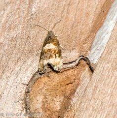 Olethreutes fasciatana
