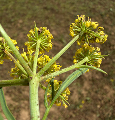 Lomatium triternatum, photograph (c) James H. Thomas, some rights reserved (CC BY)