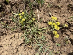 Lomatium triternatum