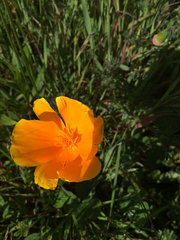 Eschscholzia californica maritima