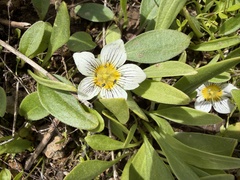 Hesperochiron pumilus