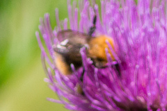 Bombus