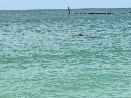 West Indian Manatee observed by bcur155
