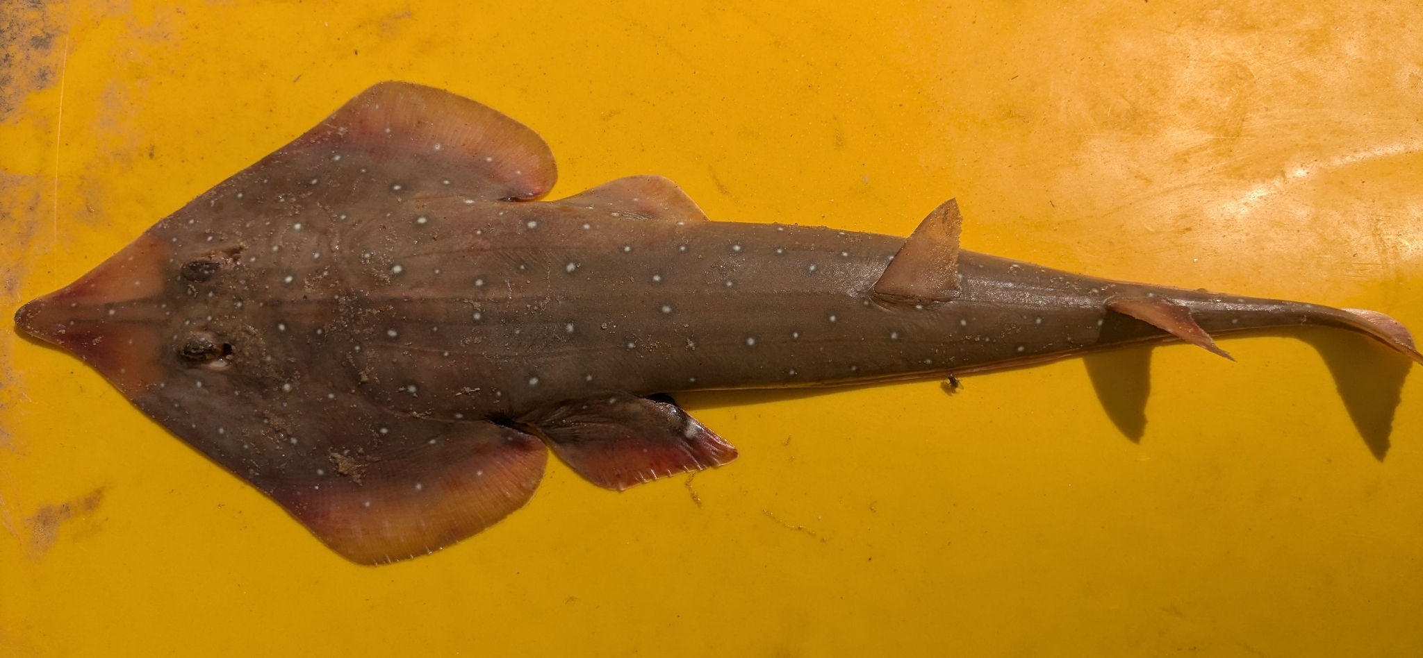 Whitespotted Guitarfish photo 2