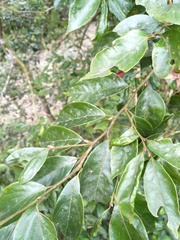 Lindera communis