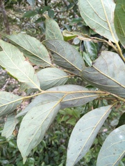 Lindera communis