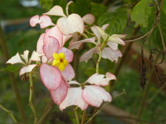 Mussaenda erythrophylla