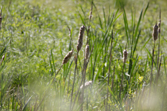 Typha latifolia